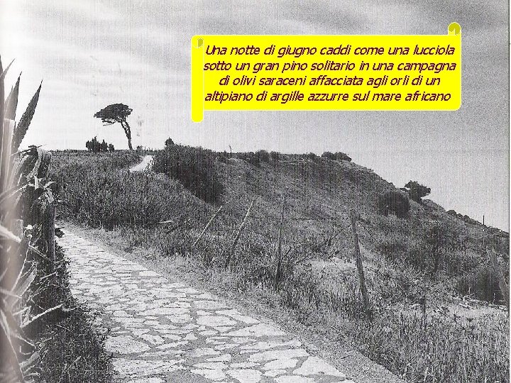 Una notte di giugno caddi come una lucciola sotto un gran pino solitario in