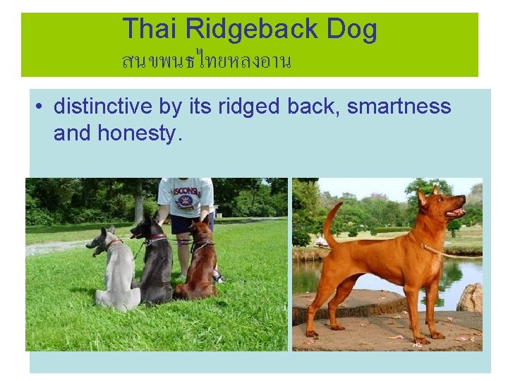 Thai Ridgeback Dog สนขพนธไทยหลงอาน • distinctive by its ridged back, smartness and honesty. 