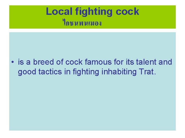 Local fighting cock ไกชนพนเมอง • is a breed of cock famous for its talent