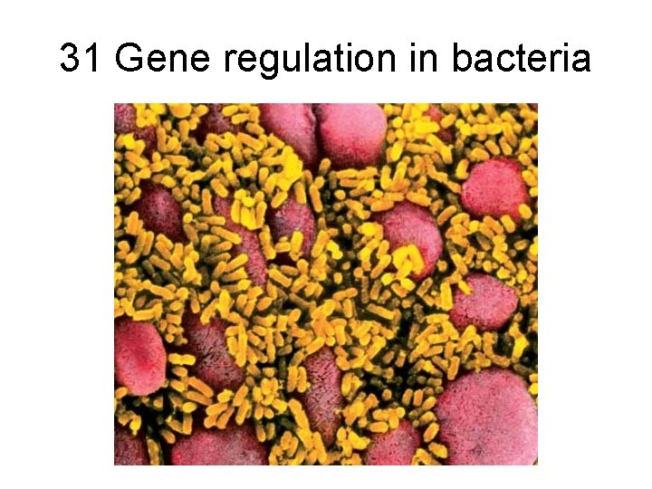 31 Gene regulation in bacteria 