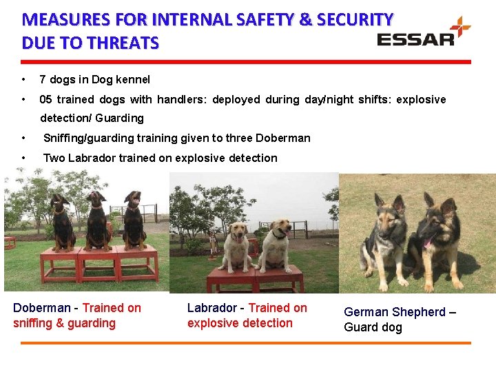 MEASURES FOR INTERNAL SAFETY & SECURITY DUE TO THREATS • 7 dogs in Dog