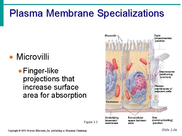 Plasma Membrane Specializations · Microvilli · Finger-like projections that increase surface area for absorption