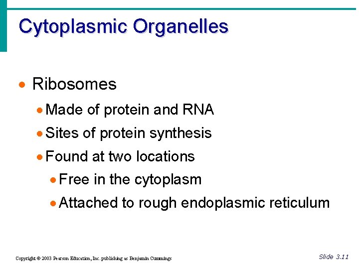 Cytoplasmic Organelles · Ribosomes · Made of protein and RNA · Sites of protein
