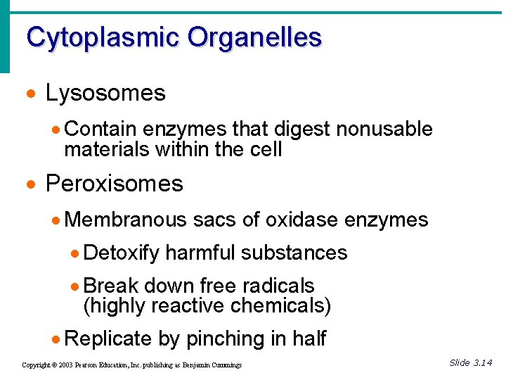 Cytoplasmic Organelles · Lysosomes · Contain enzymes that digest nonusable materials within the cell