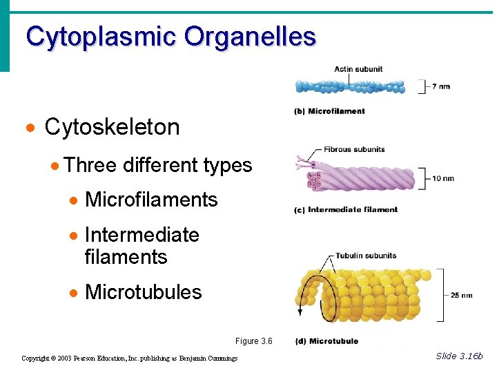 Cytoplasmic Organelles · Cytoskeleton · Three different types · Microfilaments · Intermediate filaments ·