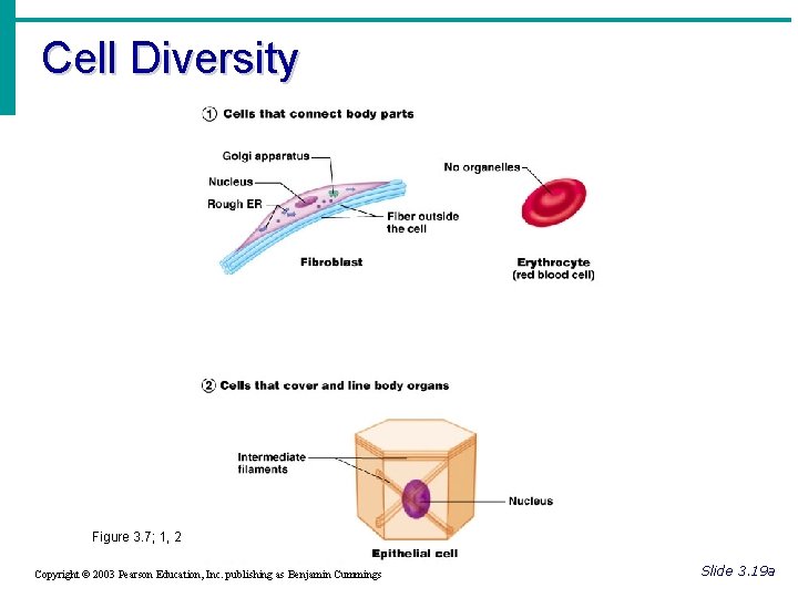 Cell Diversity Figure 3. 7; 1, 2 Copyright © 2003 Pearson Education, Inc. publishing