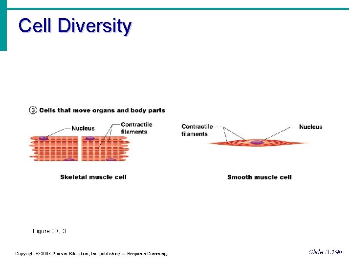 Cell Diversity Figure 3. 7; 3 Copyright © 2003 Pearson Education, Inc. publishing as