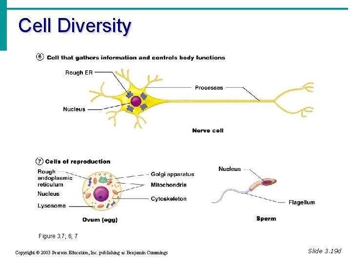 Cell Diversity Figure 3. 7; 6, 7 Copyright © 2003 Pearson Education, Inc. publishing