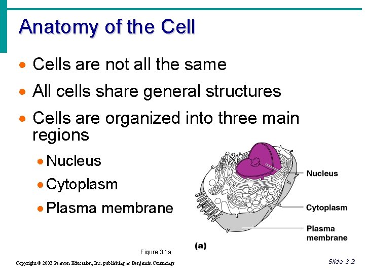 Anatomy of the Cell · Cells are not all the same · All cells