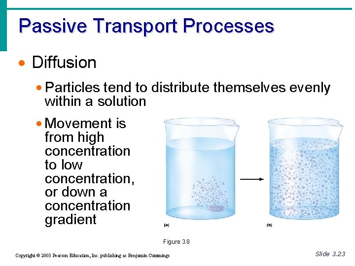 Passive Transport Processes · Diffusion · Particles tend to distribute themselves evenly within a