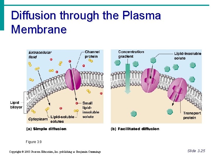 Diffusion through the Plasma Membrane Figure 3. 9 Copyright © 2003 Pearson Education, Inc.