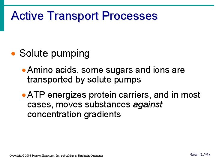 Active Transport Processes · Solute pumping · Amino acids, some sugars and ions are