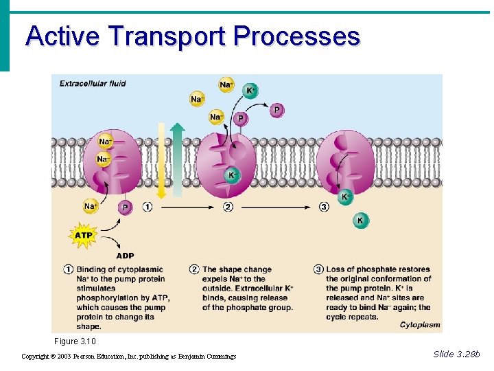 Active Transport Processes Figure 3. 10 Copyright © 2003 Pearson Education, Inc. publishing as