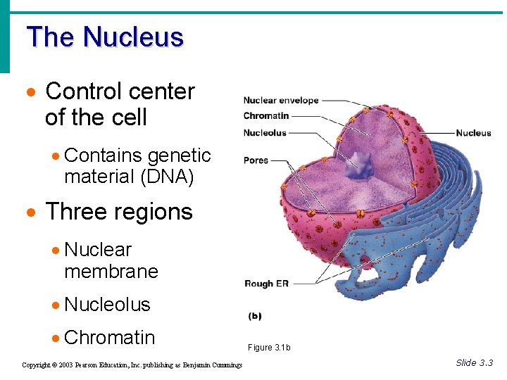 The Nucleus · Control center of the cell · Contains genetic material (DNA) ·