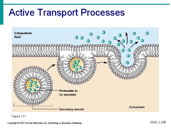 Active Transport Processes Figure 3. 11 Copyright © 2003 Pearson Education, Inc. publishing as