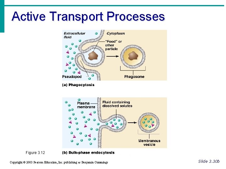 Active Transport Processes Figure 3. 12 Copyright © 2003 Pearson Education, Inc. publishing as