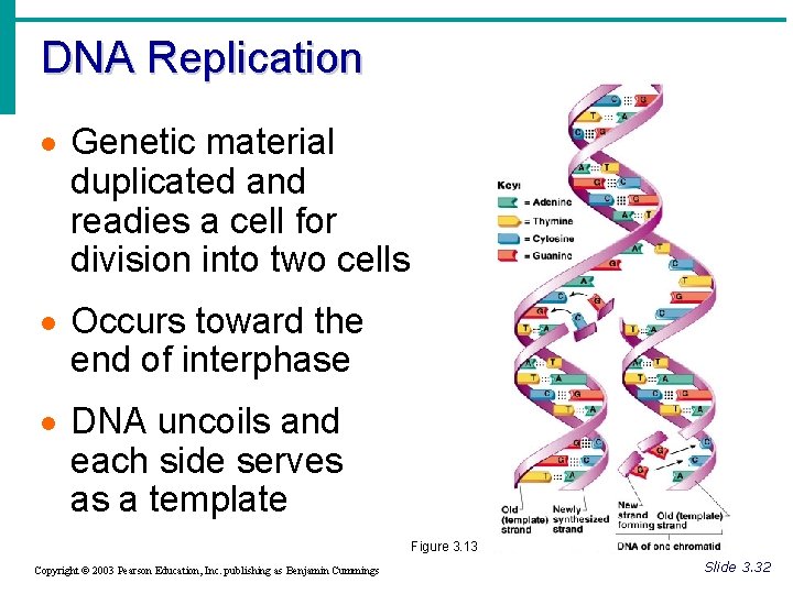 DNA Replication · Genetic material duplicated and readies a cell for division into two