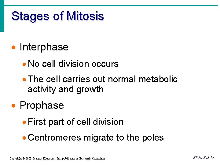 Stages of Mitosis · Interphase · No cell division occurs · The cell carries