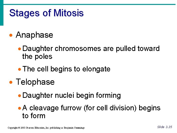 Stages of Mitosis · Anaphase · Daughter chromosomes are pulled toward the poles ·