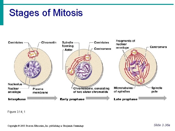 Stages of Mitosis Figure 3. 14; 1 Copyright © 2003 Pearson Education, Inc. publishing