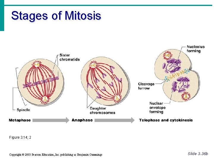 Stages of Mitosis Figure 3. 14; 2 Copyright © 2003 Pearson Education, Inc. publishing