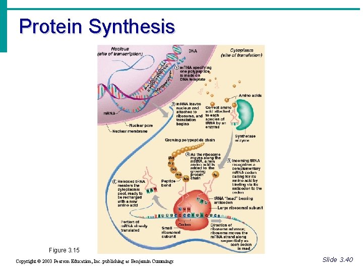 Protein Synthesis Figure 3. 15 Copyright © 2003 Pearson Education, Inc. publishing as Benjamin
