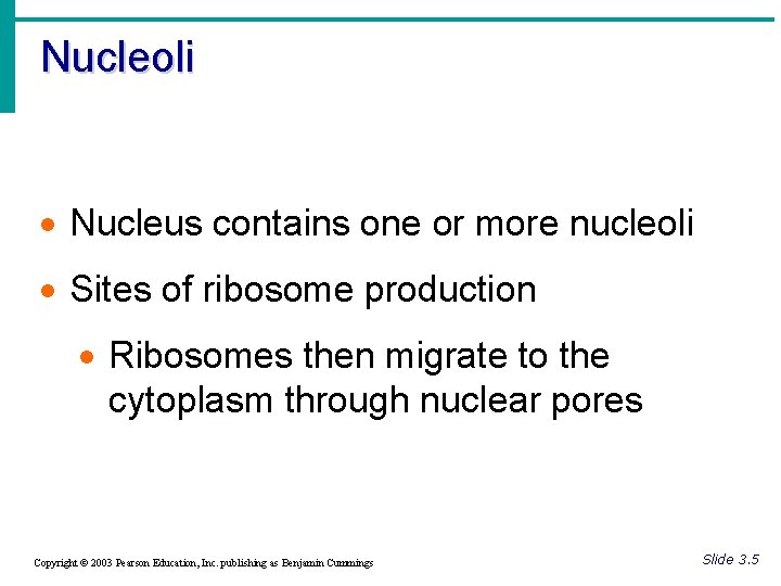 Nucleoli · Nucleus contains one or more nucleoli · Sites of ribosome production ·