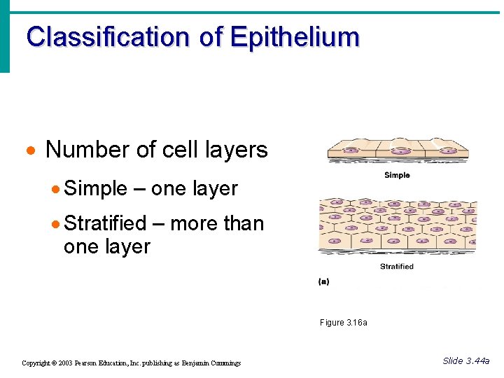 Classification of Epithelium · Number of cell layers · Simple – one layer ·