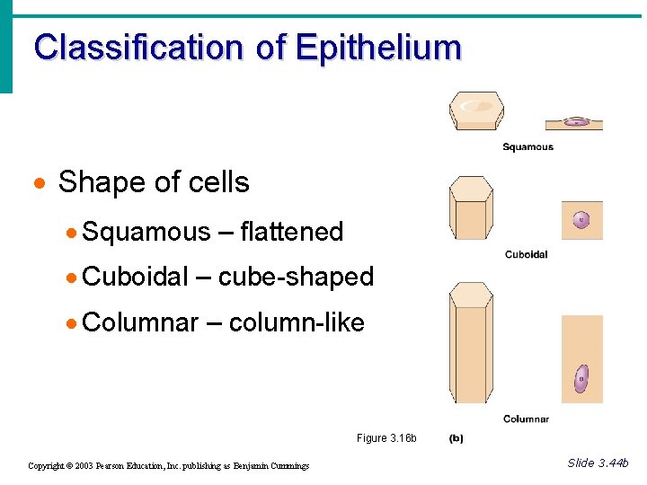 Classification of Epithelium · Shape of cells · Squamous – flattened · Cuboidal –