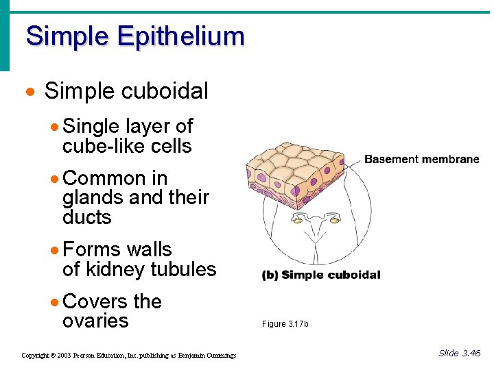 Simple Epithelium · Simple cuboidal · Single layer of cube-like cells · Common in
