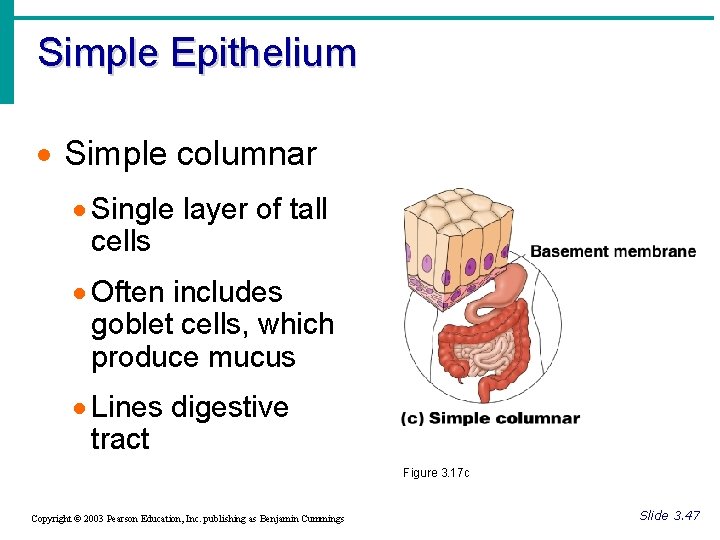 Simple Epithelium · Simple columnar · Single layer of tall cells · Often includes
