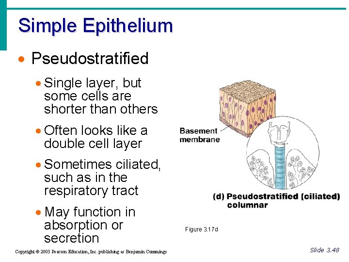Simple Epithelium · Pseudostratified · Single layer, but some cells are shorter than others