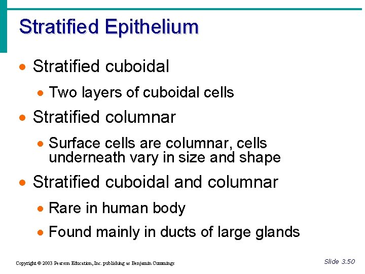 Stratified Epithelium · Stratified cuboidal · Two layers of cuboidal cells · Stratified columnar