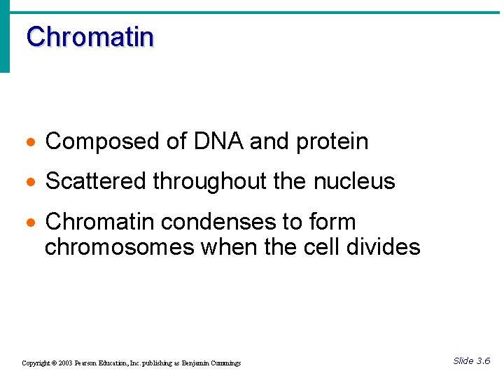Chromatin · Composed of DNA and protein · Scattered throughout the nucleus · Chromatin