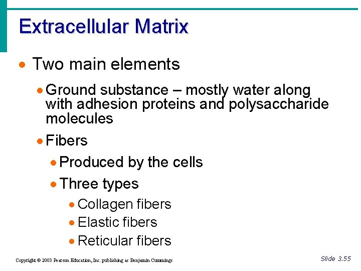 Extracellular Matrix · Two main elements · Ground substance – mostly water along with