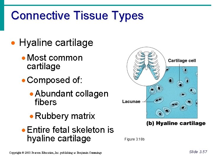 Connective Tissue Types · Hyaline cartilage · Most common cartilage · Composed of: ·