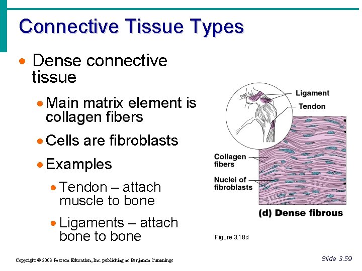 Connective Tissue Types · Dense connective tissue · Main matrix element is collagen fibers