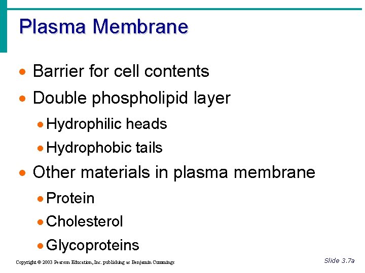 Plasma Membrane · Barrier for cell contents · Double phospholipid layer · Hydrophilic heads