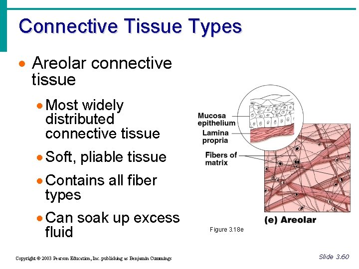 Connective Tissue Types · Areolar connective tissue · Most widely distributed connective tissue ·