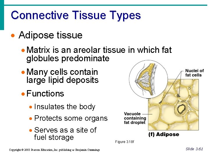 Connective Tissue Types · Adipose tissue · Matrix is an areolar tissue in which