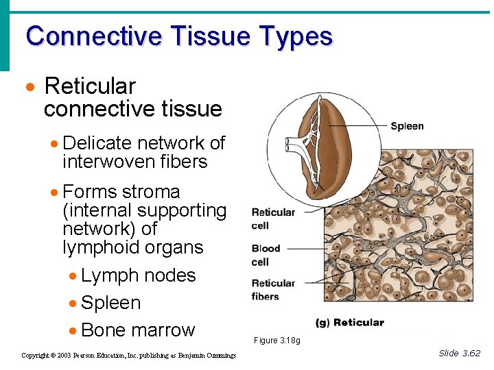 Connective Tissue Types · Reticular connective tissue · Delicate network of interwoven fibers ·