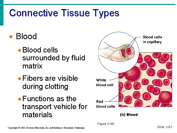 Connective Tissue Types · Blood cells surrounded by fluid matrix · Fibers are visible