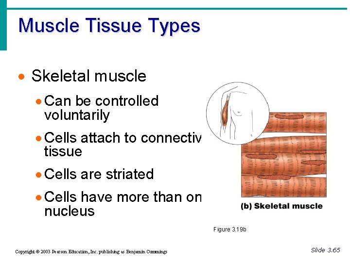 Muscle Tissue Types · Skeletal muscle · Can be controlled voluntarily · Cells attach