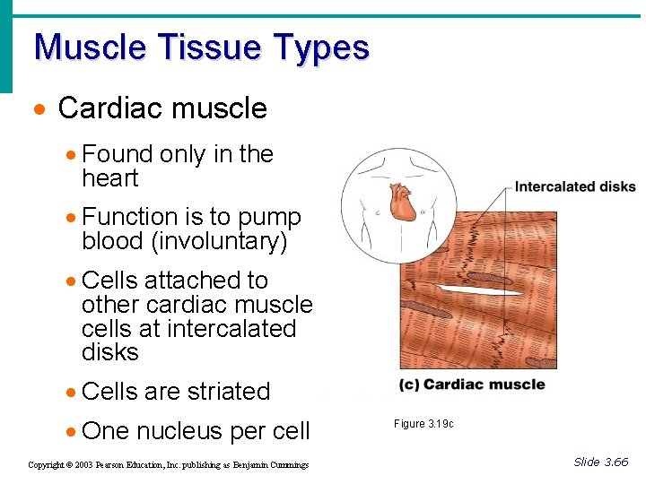Muscle Tissue Types · Cardiac muscle · Found only in the heart · Function