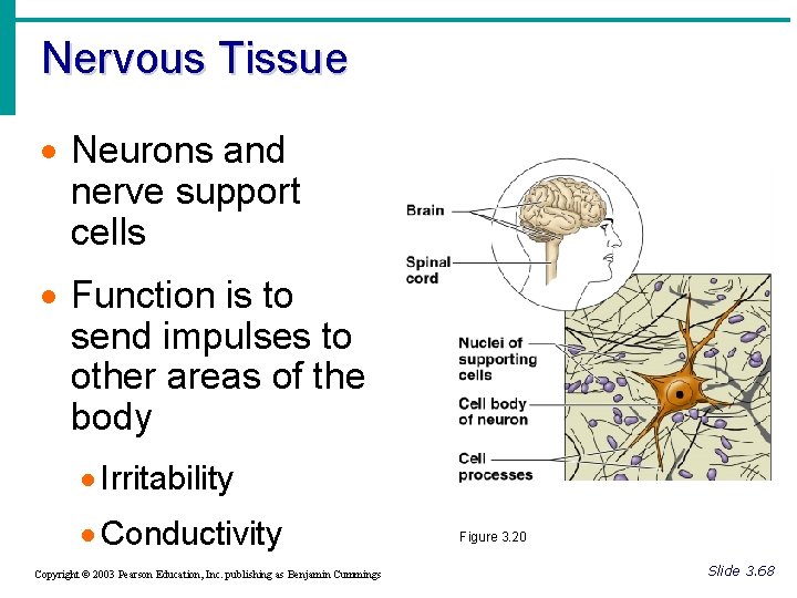 Nervous Tissue · Neurons and nerve support cells · Function is to send impulses