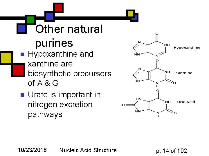 Other natural purines n n Hypoxanthine and xanthine are biosynthetic precursors of A &