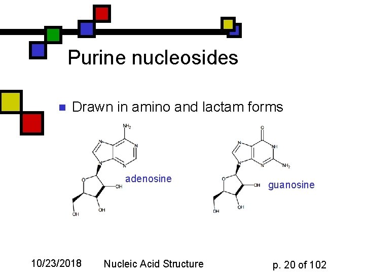 Purine nucleosides n Drawn in amino and lactam forms adenosine 10/23/2018 Nucleic Acid Structure