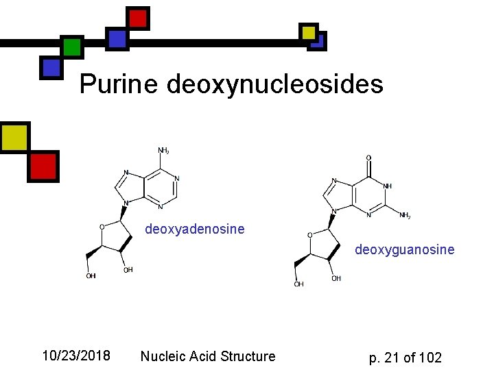 Purine deoxynucleosides deoxyadenosine deoxyguanosine 10/23/2018 Nucleic Acid Structure p. 21 of 102 