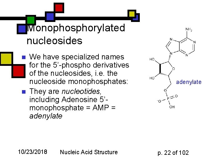 Monophosphorylated nucleosides n n We have specialized names for the 5’-phospho derivatives of the