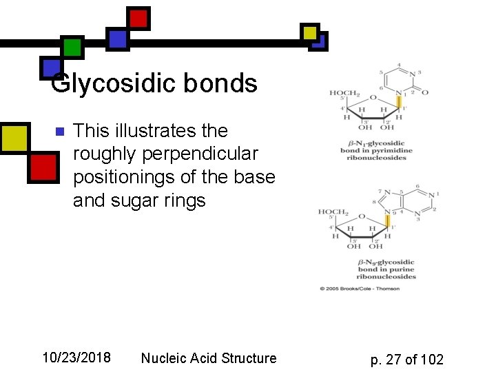 Glycosidic bonds n This illustrates the roughly perpendicular positionings of the base and sugar